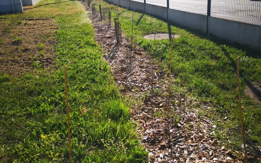Plantation de haies entourée de paillage naturel dans le cadre du projet biodiversité Yoplait